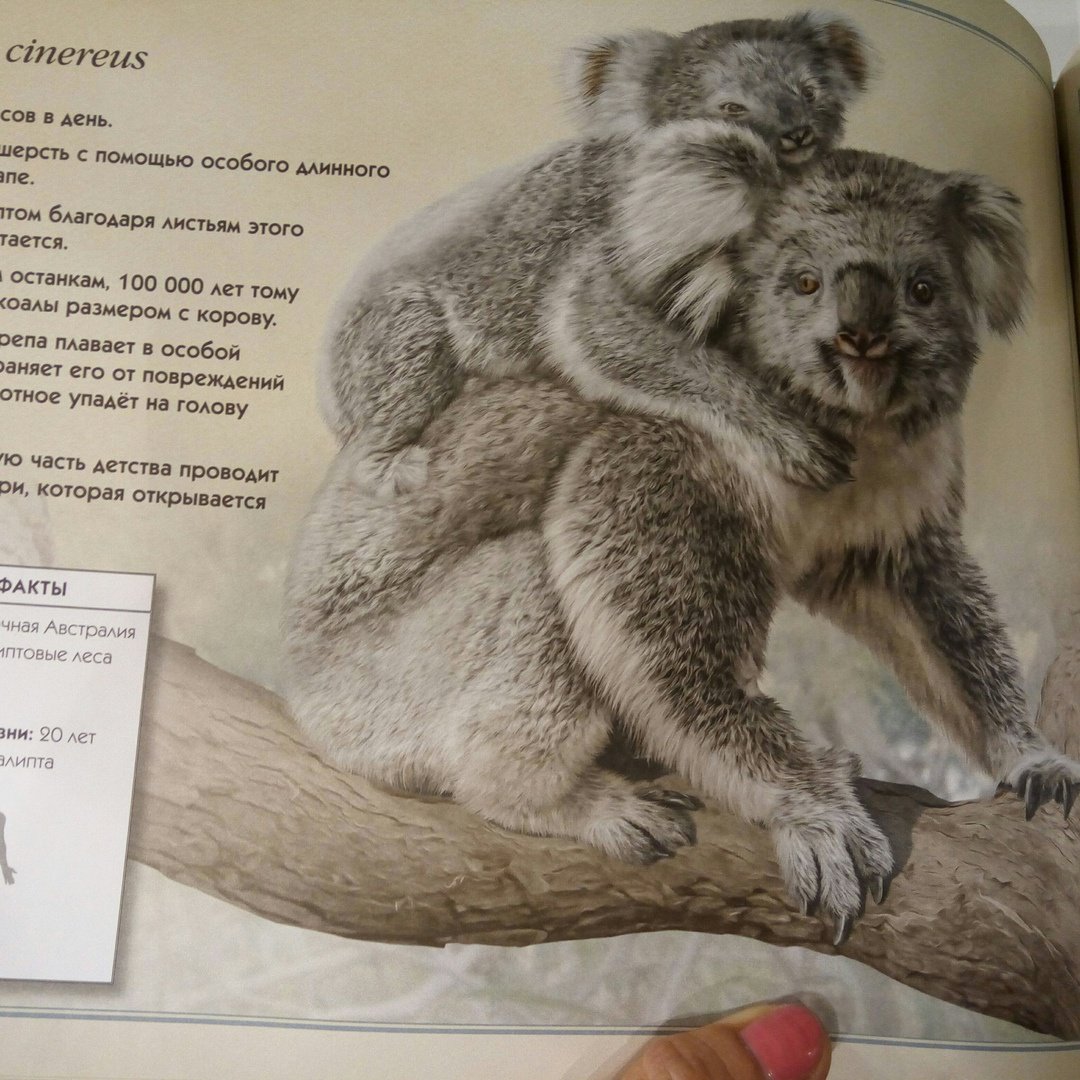 Иллюстрация 38 из 49 для Удивительная книга об удивительных животных - Том Джексон | Лабиринт - книги. Источник: bookchik