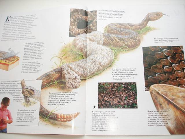 Иллюстрация 41 из 96 для Мир животных (17 книг в боксе) | Лабиринт - книги. Источник: Осьминожка