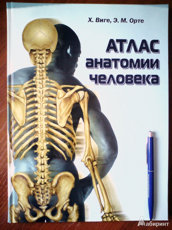 Иллюстрация 11 из 32 для Атлас анатомии человека - Виге, Орте | Лабиринт - книги. Источник: D8  _