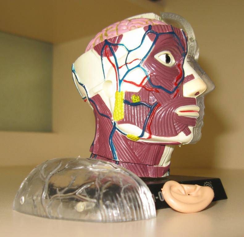 Иллюстрация 4 из 7 для Анатомическая модель человека "Мозг и череп" (E2370BS) | Лабиринт - игрушки. Источник: Лаптева  Лариса Владимировна