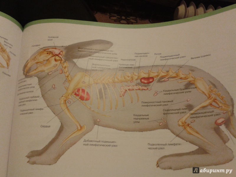 Иллюстрация 4 из 15 для Атлас анатомии мелких домашних животных - Маккракен, Кайнер | Лабиринт - книги. Источник: Шнурок