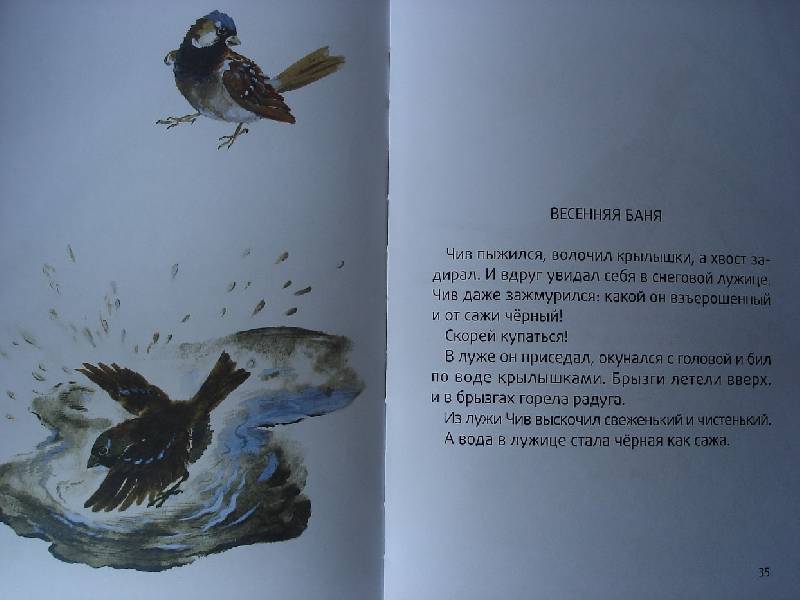 Иллюстрация 8 из 14 для Воробьишкина весна - Николай Сладков | Лабиринт - книги. Источник: Nett