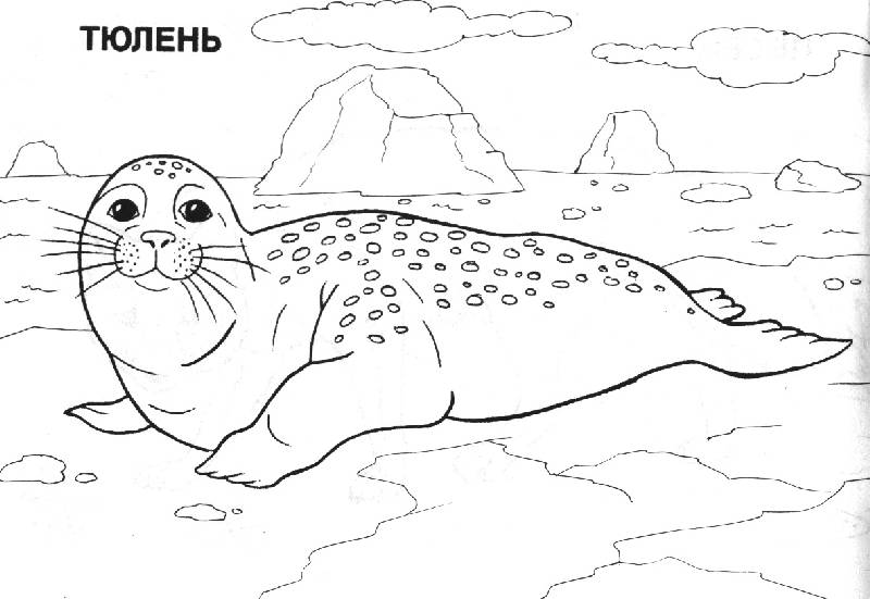 Иллюстрация 2 из 5 для Мир животных: Арктика (раскраска) | Лабиринт - книги. Источник: OOlga