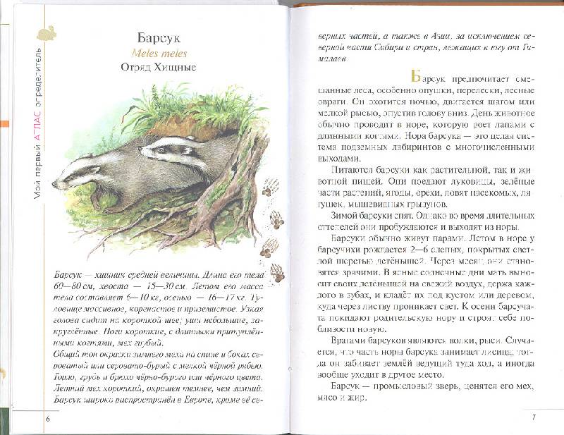 Иллюстрация 5 из 10 для Атлас: Животные леса (3610) - Бровкина, Сивоглазов | Лабиринт - книги. Источник: мамаОля