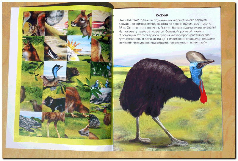 Иллюстрация 1 из 2 для Кто живет в Австралии | Лабиринт - книги. Источник: РИВА