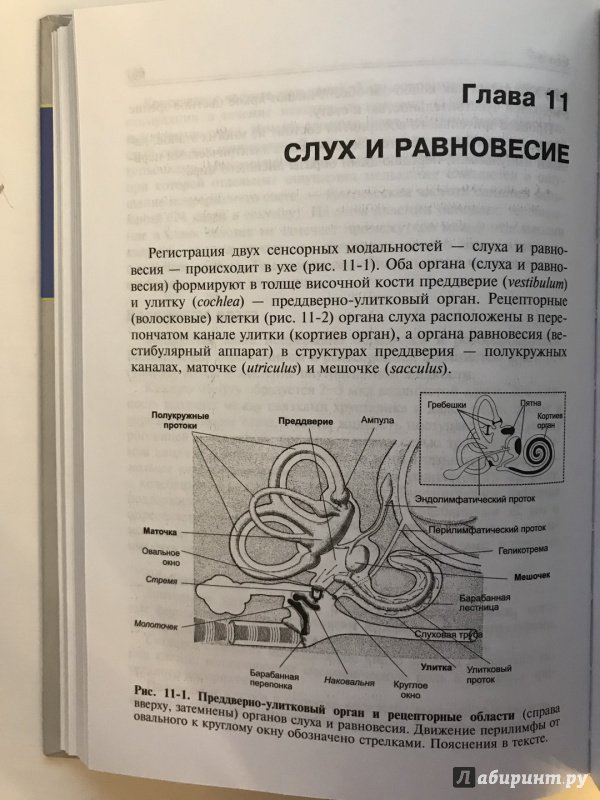Иллюстрация 44 из 52 для Нормальная физиология. Учебник (+CD) - Ратмир Орлов | Лабиринт - книги. Источник: Ромыдтчъ