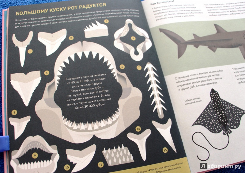 Иллюстрация 24 из 48 для Без ума от акул - Оуэн Дэйви | Лабиринт - книги. Источник: Мама-Почитайка
