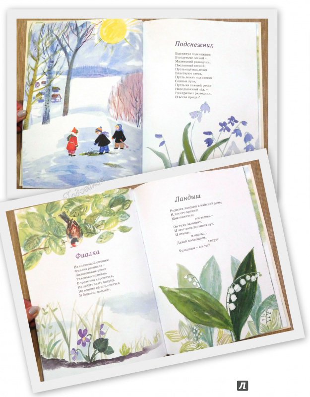 Иллюстрация 54 из 69 для Наши цветы - Екатерина Серова | Лабиринт - книги. Источник: Годовёнок