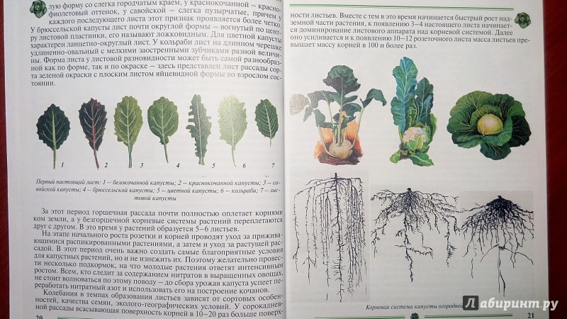 Иллюстрация 8 из 35 для Капуста. Пособие для садоводов-любителей - Пыльнева, Морозова | Лабиринт - книги. Источник: Alenta  Valenta