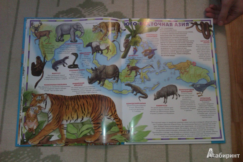Иллюстрация 10 из 48 для Атлас животного мира | Лабиринт - книги. Источник: galchonok755