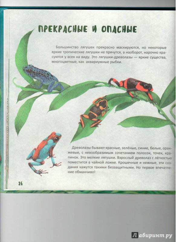 Иллюстрация 9 из 12 для Такие разные лягушки - Наталья Габеева | Лабиринт - книги. Источник: Ноженко  Андрей