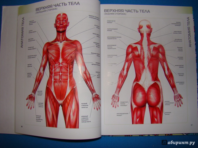 Иллюстрация 14 из 60 для Наглядная йога. 50 базовых асан с анатомическими иллюстрациями - Абигейл Эллсуорт | Лабиринт - книги. Источник: WhiteOwl