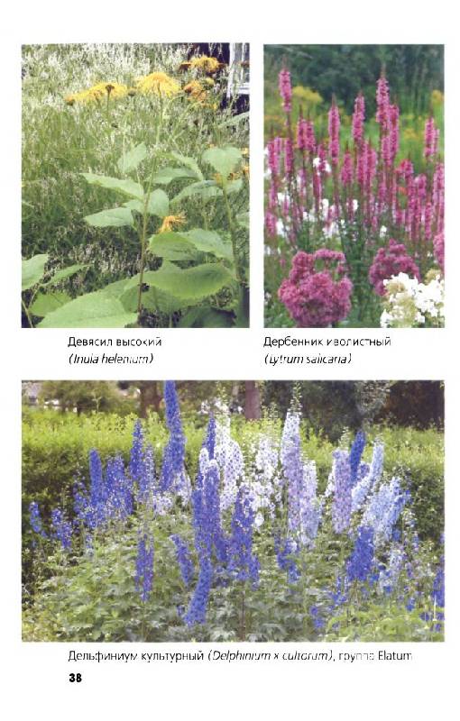 Иллюстрация 5 из 33 для Многолетние цветы в дизайне сада: Эффектные гиганты - Светлана Воронина | Лабиринт - книги. Источник: Юта