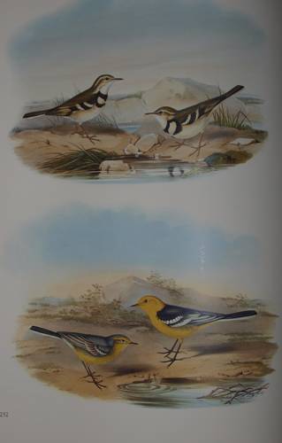 Иллюстрация 17 из 22 для Птицы Азии - Джон Гульд | Лабиринт - книги. Источник: Наталья Бухтиярова