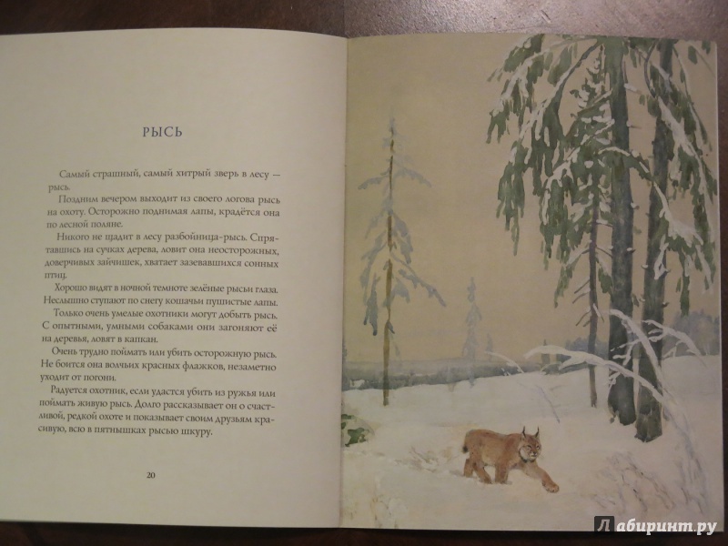 Иллюстрация 21 из 64 для Зима в лесу - Иван Соколов-Микитов | Лабиринт - книги. Источник: anschaffen