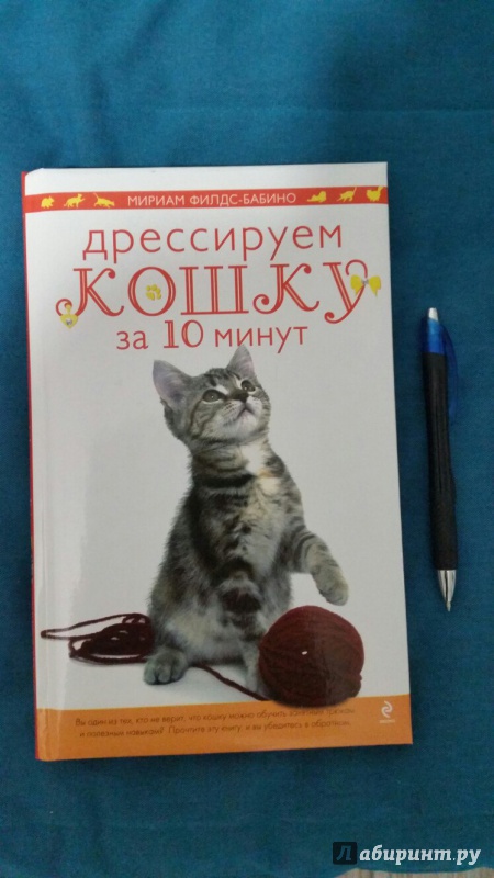 Иллюстрация 17 из 32 для Дрессируем кошку за 10 минут - Мириам Филдс-Бабино | Лабиринт - книги. Источник: Селезнева  Юлия