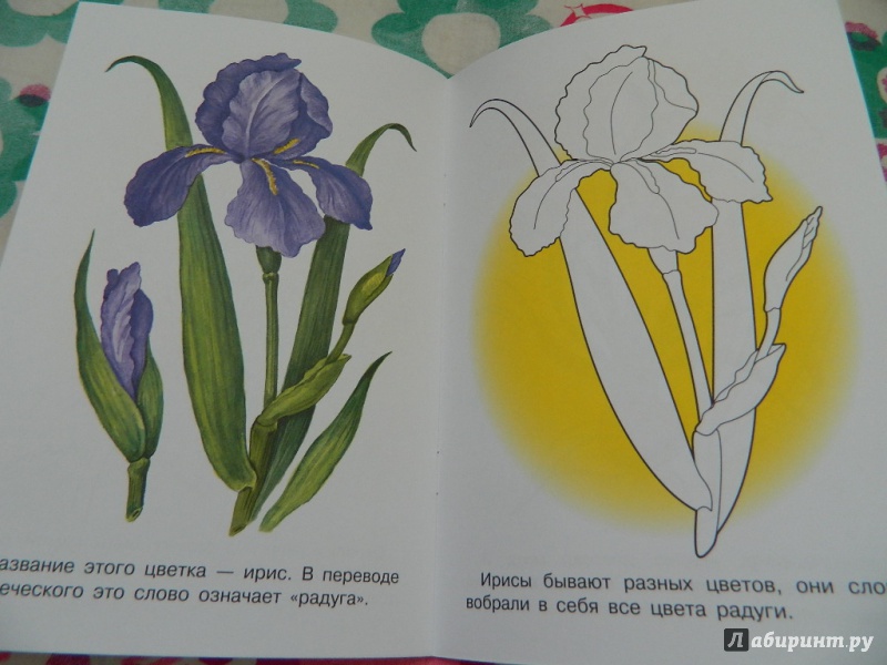 Иллюстрация 32 из 33 для Раскраска "Садовые цветы" | Лабиринт - книги. Источник: Nnatalek