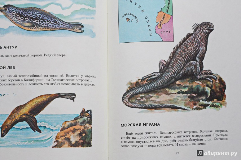 Иллюстрация 17 из 27 для В мире дельфина и осьминога - Святослав Сахарнов | Лабиринт - книги. Источник: Акико