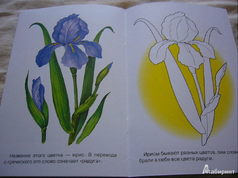 Иллюстрация 9 из 17 для Раскраска. Садовые цветы | Лабиринт - книги. Источник: Nika