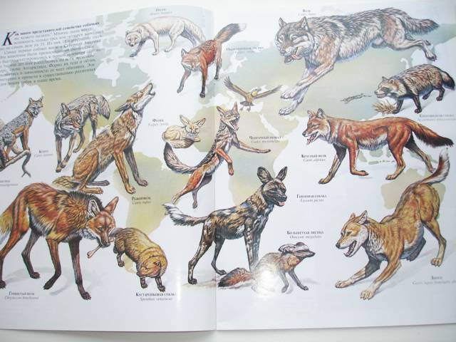 Иллюстрация 59 из 96 для Мир животных (17 книг в боксе) | Лабиринт - книги. Источник: Осьминожка