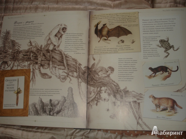 Иллюстрация 45 из 54 для Чарлз Дарвин и путешествие на "Бигле" - Твист, Вуд | Лабиринт - книги. Источник: Осьминожка