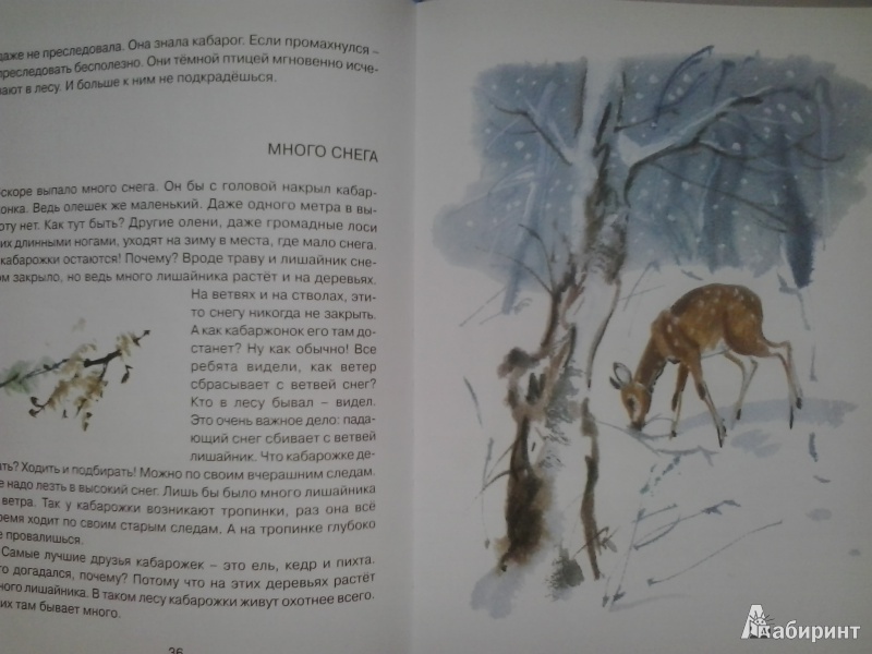 Иллюстрация 18 из 45 для Заячье зеркало - Семен Устинов | Лабиринт - книги. Источник: Dogdik