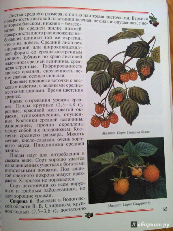 Иллюстрация 4 из 9 для Малина, ежевика: Пособие для садоводов-любителей - Никиточкин, Никиточкина | Лабиринт - книги. Источник: Sonya Summer