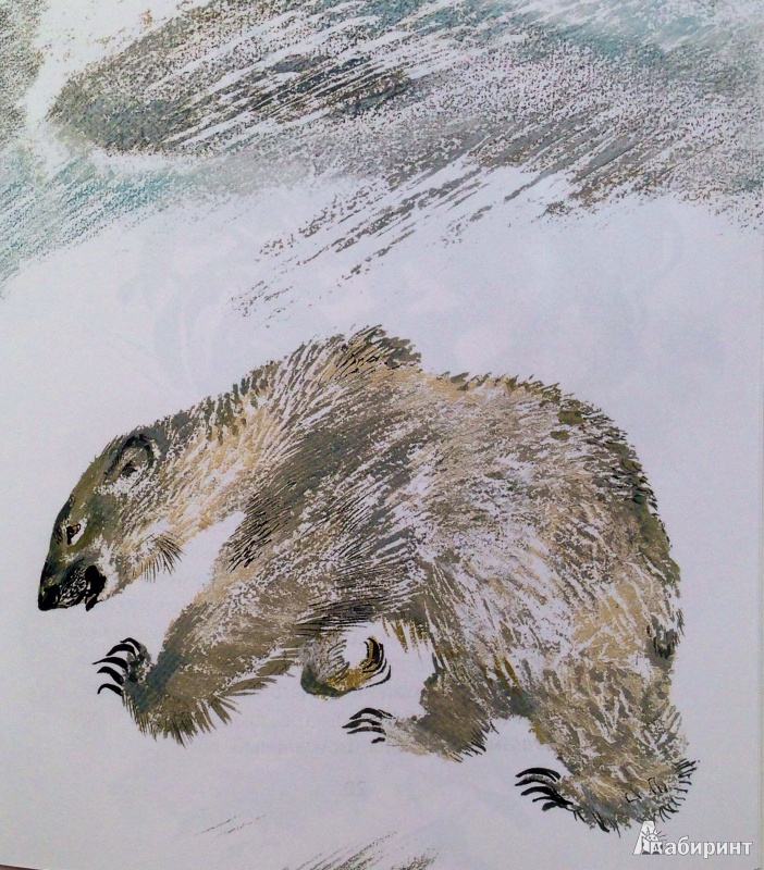 Иллюстрация 32 из 32 для Животные жарких и холодных стран - Евгений Чарушин | Лабиринт - книги. Источник: Xikary