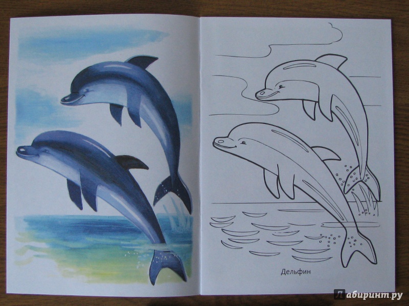 Иллюстрация 3 из 33 для Раскраска Жители морей | Лабиринт - книги. Источник: Tulpu
