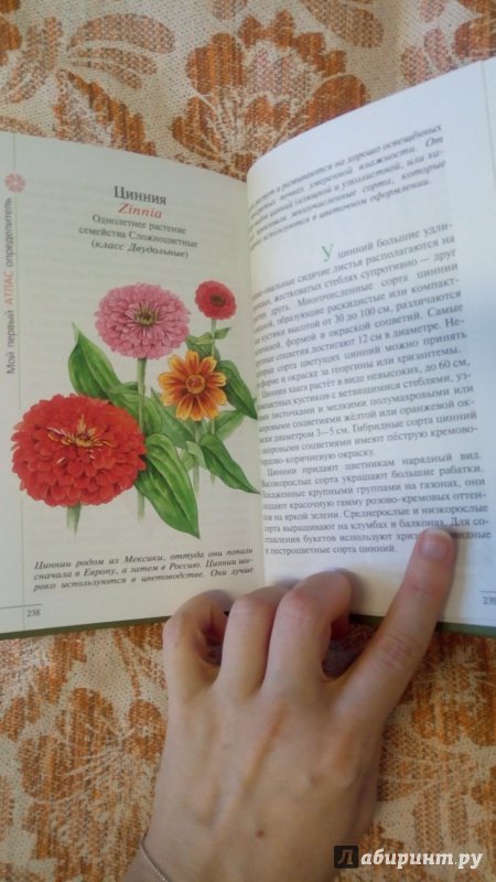Иллюстрация 7 из 39 для Твой первый атлас-определитель. Растения - Козлова, Сивоглазов | Лабиринт - книги. Источник: Лин