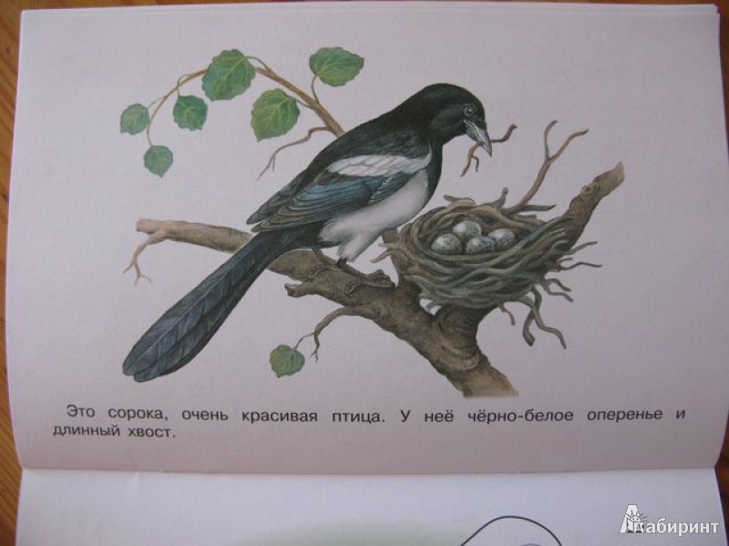 Иллюстрация 7 из 26 для Раскраска "Птицы" | Лабиринт - книги. Источник: ursula oppel