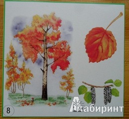 Иллюстрация 3 из 13 для Карточки "Деревья, плоды, листья" | Лабиринт - игрушки. Источник: tan9