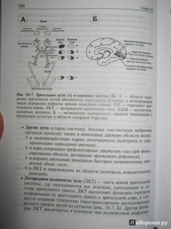 Иллюстрация 17 из 52 для Нормальная физиология. Учебник (+CD) - Ратмир Орлов | Лабиринт - книги. Источник: Евгения39