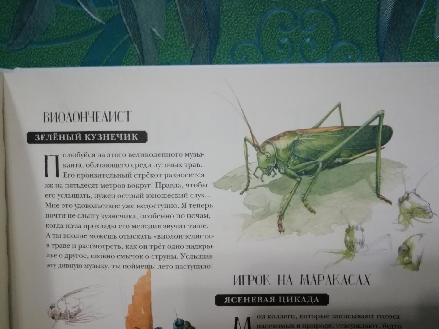 Иллюстрация 71 из 127 для Музей живых насекомых - Франсуа Лассерр | Лабиринт - книги. Источник: Счастливая мама