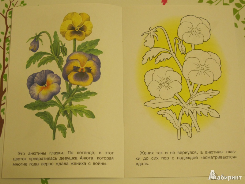 Иллюстрация 2 из 33 для Раскраска "Садовые цветы" | Лабиринт - книги. Источник: Theory