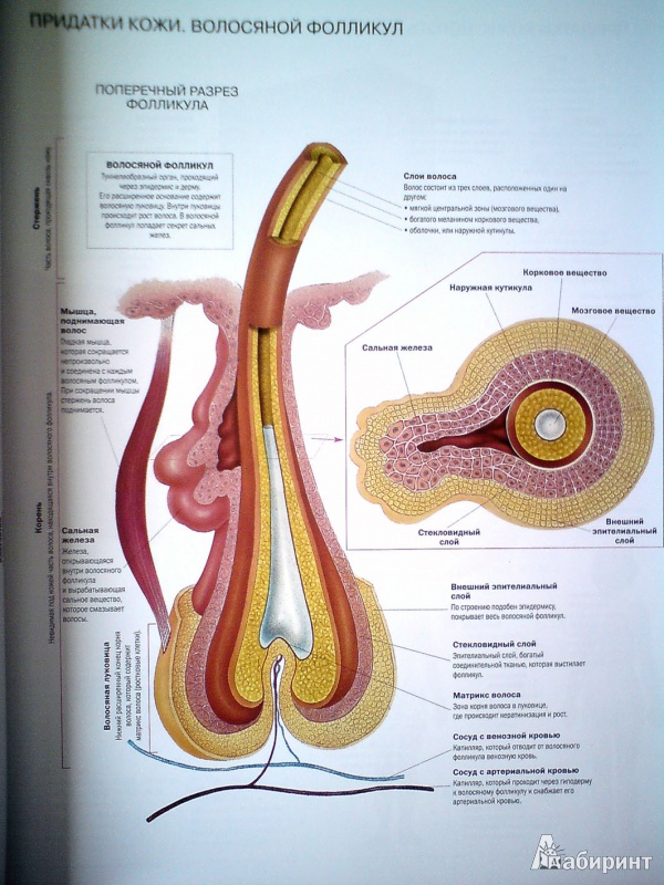 Иллюстрация 4 из 32 для Атлас анатомии человека - Виге, Орте | Лабиринт - книги. Источник: D8  _