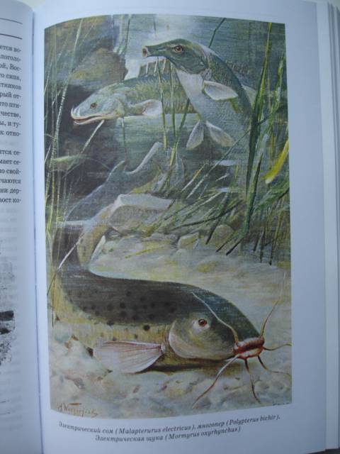 Иллюстрация 40 из 42 для Животный мир. Его быт и среда. В 3-х томах - Вильгельм Гааке | Лабиринт - книги. Источник: Blackboard_Writer