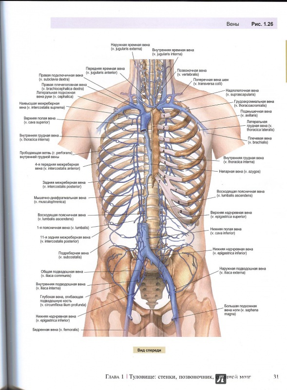 Иллюстрация 11 из 22 для A.D.A.M. Атлас анатомии человека - Олсон, Павлина | Лабиринт - книги. Источник: Andrey29