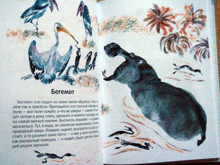 Иллюстрация 8 из 10 для Моя первая зоология - Евгений Чарушин | Лабиринт - книги. Источник: beet