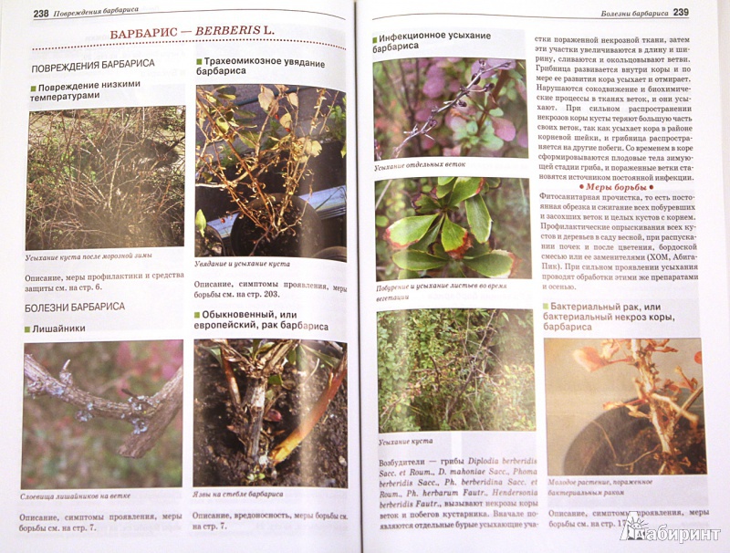 Иллюстрация 5 из 32 для Болезни и вредители плодовых растений. Атлас-определитель - Трейвас, Каштанова | Лабиринт - книги. Источник: Sysoy