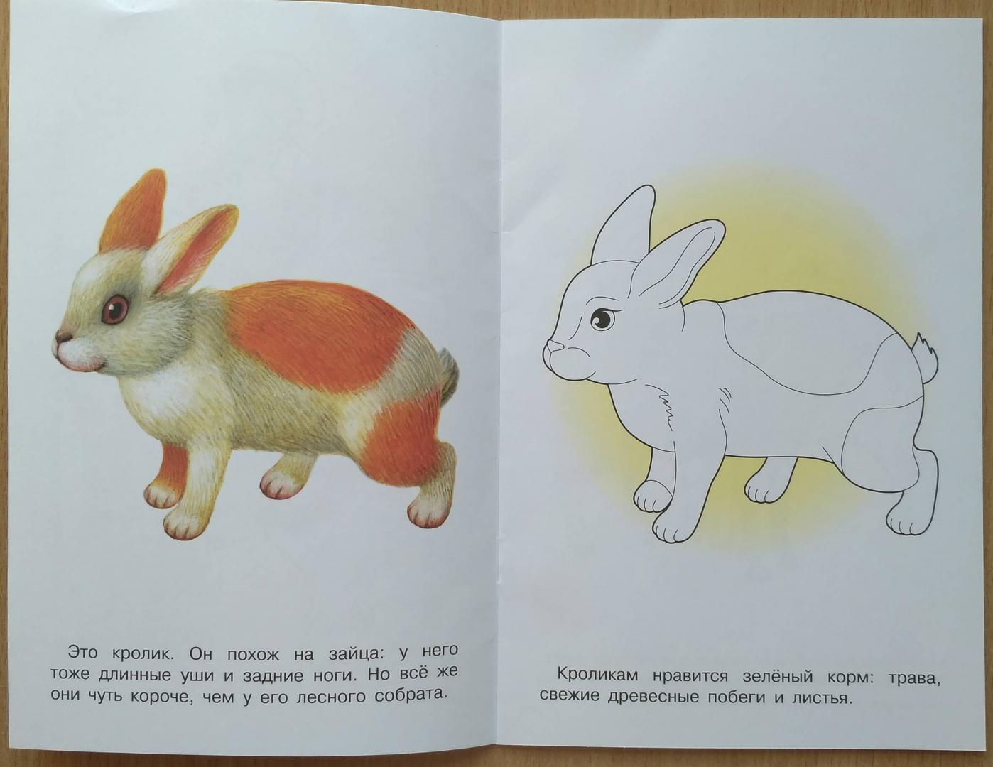 Иллюстрация 29 из 29 для Раскраска. Раскрашиваем и учимся. Домашние животные | Лабиринт - книги. Источник: Uchitel_ln