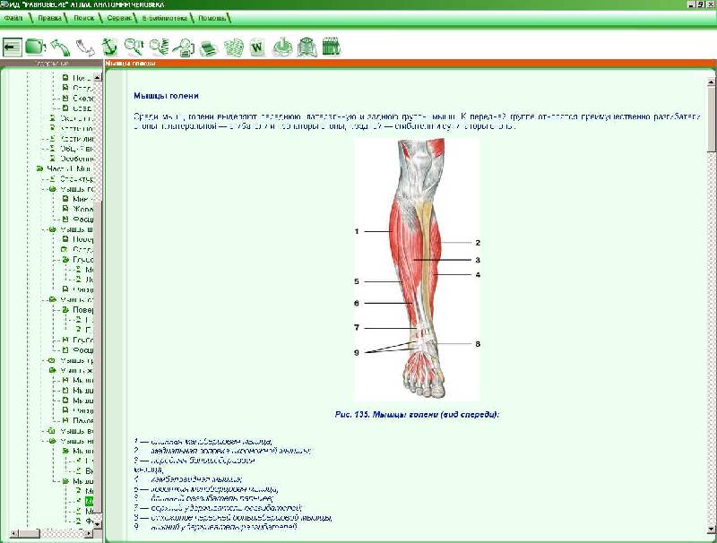 Иллюстрация 5 из 7 для Атлас анатомии человека (CD) | Лабиринт - . Источник: Рыженький