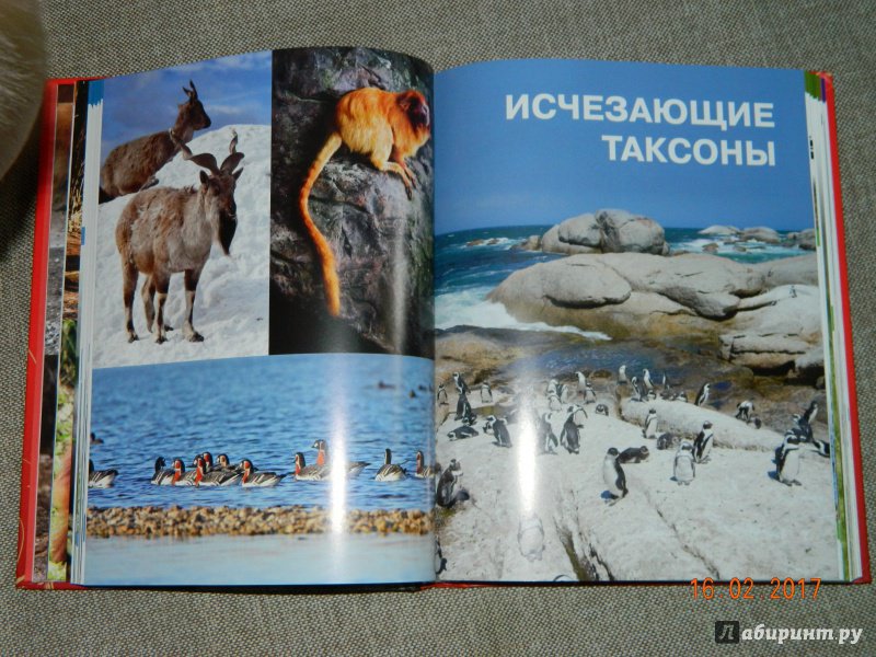 Иллюстрация 30 из 64 для Красная книга Земли - Скалдина, Слиж | Лабиринт - книги. Источник: EkaterinaF