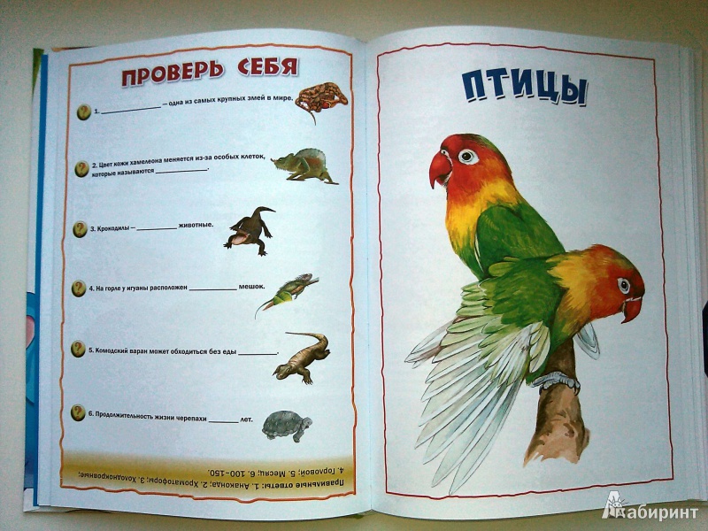 Иллюстрация 11 из 21 для Энциклопедия животных для маленьких почемучек | Лабиринт - книги. Источник: Soul_Sister
