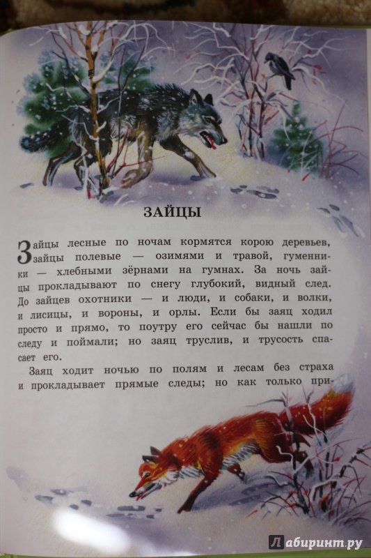 Иллюстрация 24 из 56 для Рассказы и сказки для детей - Лев Толстой | Лабиринт - книги. Источник: Ирруся