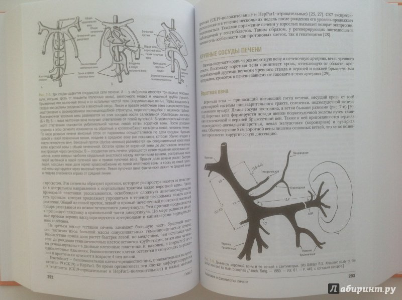 Иллюстрация 18 из 28 для Введение в гепатологию - Шифф, Соррел, Мэддрей | Лабиринт - книги. Источник: Sunnygirl