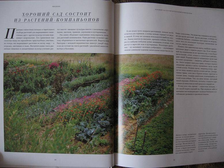 Иллюстрация 5 из 6 для Растения-компаньоны. Цветы и овощи на одной грядке - Ричард Берд | Лабиринт - книги. Источник: Cvetik