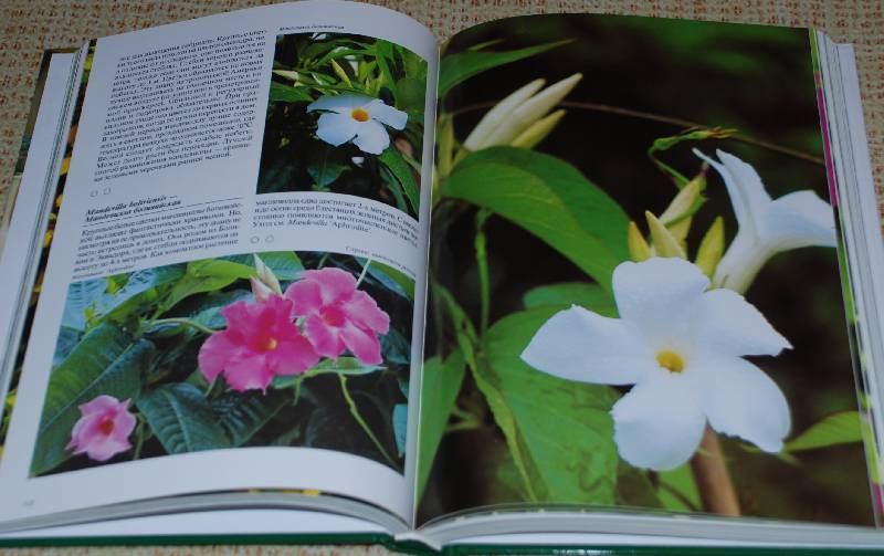 Иллюстрация 38 из 48 для Комнатные растения - Нико Вермейлен | Лабиринт - книги. Источник: МаRUSя
