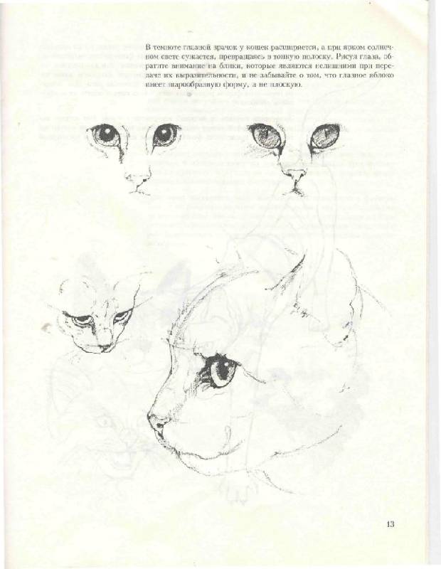 Иллюстрация 20 из 39 для Учитесь рисовать кошек - Дэвид Браун | Лабиринт - книги. Источник: Юта
