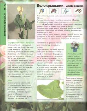 Иллюстрация 21 из 46 для Лучшие комнатные растения - Моисей Миллер | Лабиринт - книги. Источник: Nadezhda_S